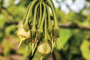Mahua Flower growing on tree